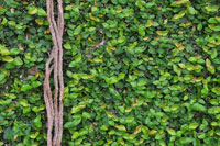 Creeping Fig Creeping Fig