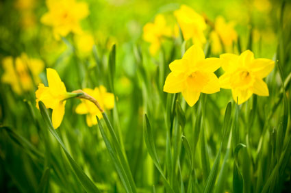 Daffodil Daffodil