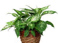 Dieffenbachia Dieffenbachia
