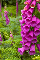 Foxglove Foxglove