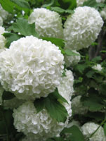 Hydrangea Hydrangea