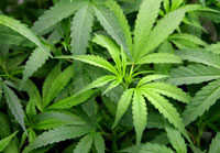 Marijuana Marijuana