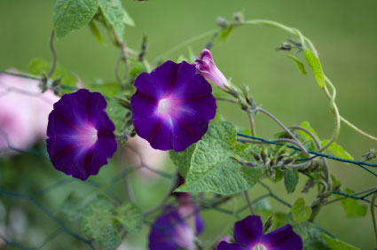 Morning Glory Morning Glory