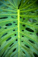Philodendron Philodendron