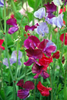 Sweet Pea Sweet Pea