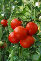 Tomato Plant Tomato Plant