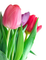Tulip Tulip