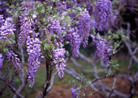 Wisteria Wisteria