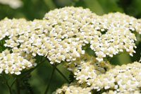 Yarrow Yarrow