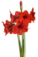 Amaryllis Amaryllis
