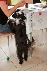 Why Dogs Beg dog_beg