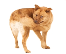 Dog Tail Chasing Behavior dog_chasing_tail