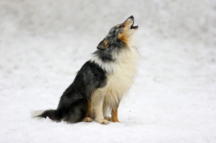 Why Dogs Howl dog_howling