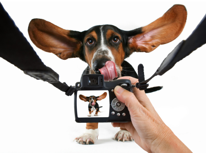 How to Photograph Your Dog dog_photography