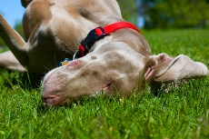 Why Dog Love Rolling In Yucky Stuff dog_rolling_grass