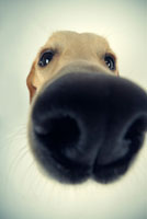 dog_sniff