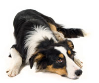 Submissive Urination in Dogs dog_submissive