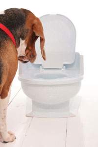 dog_toilet