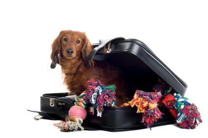 Some dogs love to travel with their humans. Traveling with your dog can be fun or frightening.