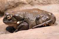 Colorado Toad ColoradoToad