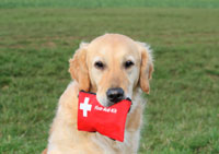 Dog_First_Aid