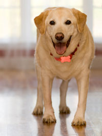 Large dogs are more prone to arthritis. Arthritis in dogs is a painful condition.