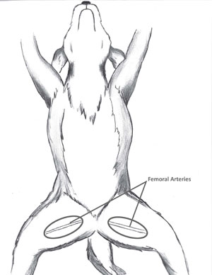 Find the Femoral Artery to Take Your Dog's Pulse canine_femoral_artery_cpr