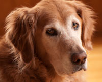 Cognitive Dysfunction in Senior Dogs dog_aging