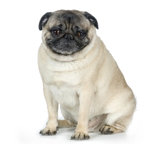 Obesity in Dogs dog_fat