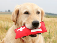 First Aid Kit for Dogs
