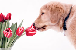 Poisonous Plants for Dogs dog_flower