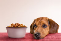 What Food Is Best For Your Dog dog_food