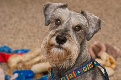 How to Keep Your Dog Active While Home Alone dog_home_alone_toys