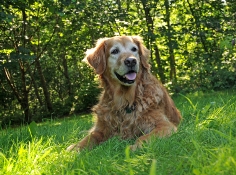 Enjoying His Golden Years dog_old