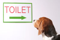 Dog Potty Training dog_potty_training