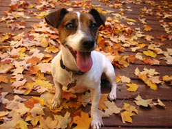 Dog Safety for Thanksgiving dog_thanksgiving