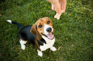 Dogs Love Treats dog_treat