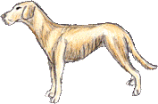 emaciated_dog_side_29pct