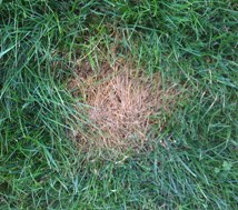 lawn_burn