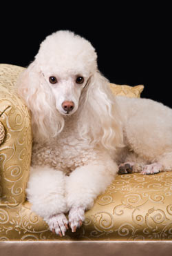 Pamper Your Pooch pampered_dog