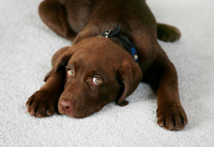 Cleaning Dog Urine puppy_carpet