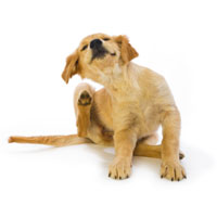 How to treat fleas on puppies. puppy_scratch