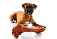 Are bones good for dogs? dog_bone