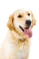 Bad Dog Breath dog_breath