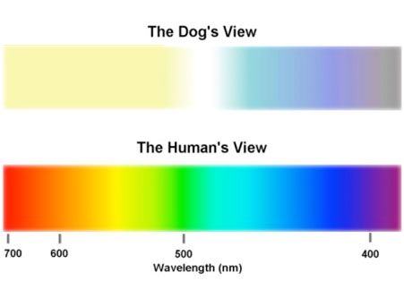 Dog Color Sight Chart DogColorSightChart