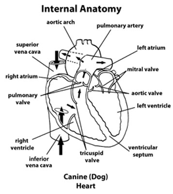 Dog_Internal_anatomy_heart_blood_flow_in