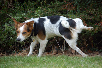 Sometimes cystitis in dogs is serious. Bladder problems can cause discomfort in dogs.