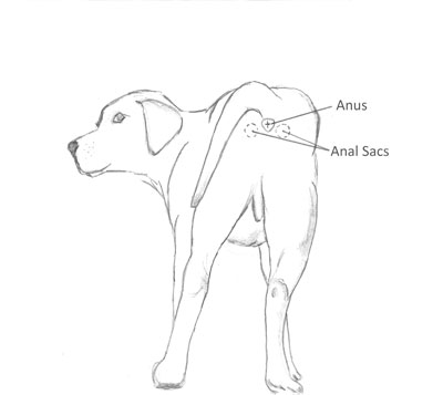 Dog Anal Sac Locations Dog Anal Sacs located near anus.