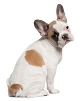 Dog Anal Sacs dog_butt