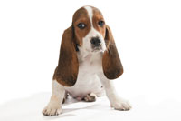 Dog Ear Infections Dog Ears